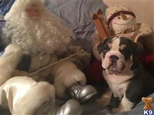 english bulldog puppy posted by Kris English Bulldogs